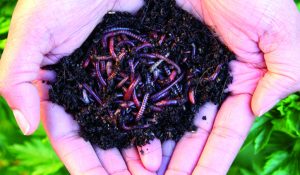 hands hold worms and dirt