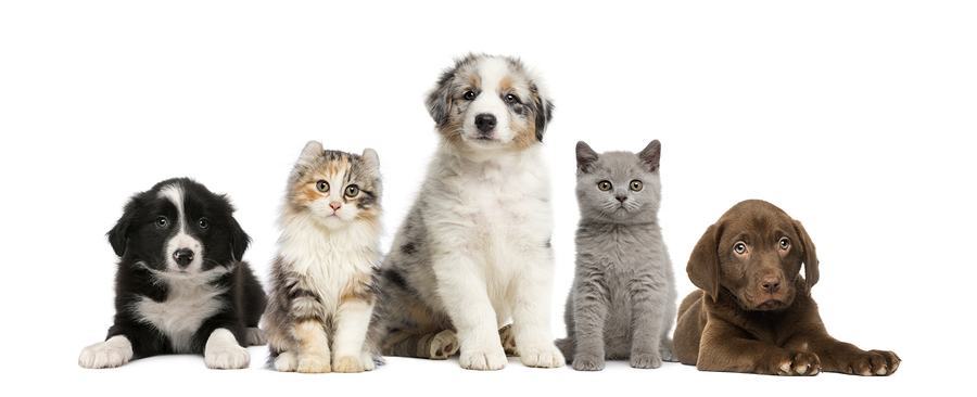 A photo with three puppies and two kittens all looking at the camera