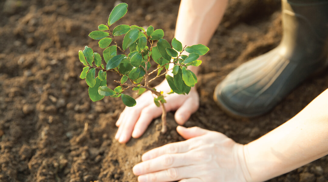 Hands patting dirt around a small tree into the ground.