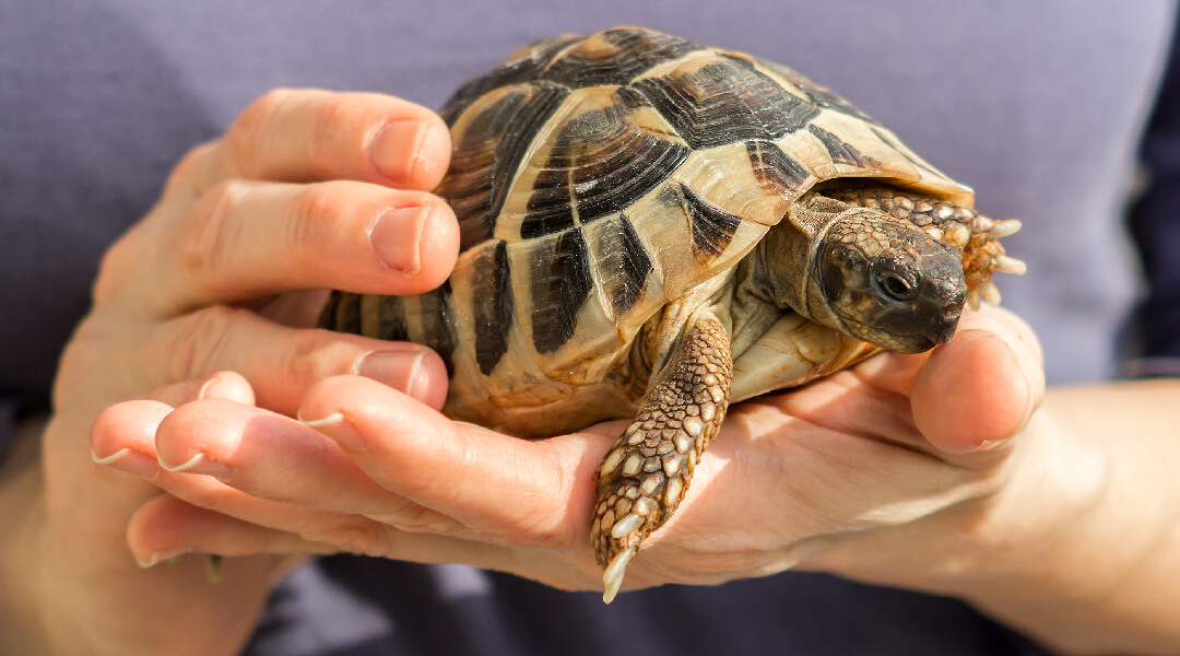Human hands holding a turtle.