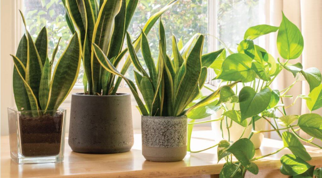Row of house plants in front of window.
