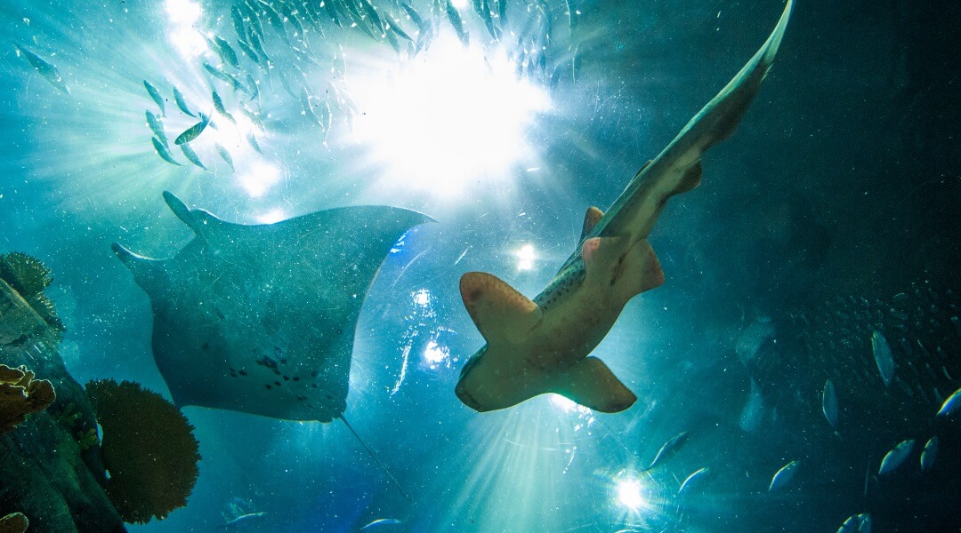 Shark and manta ray under water.