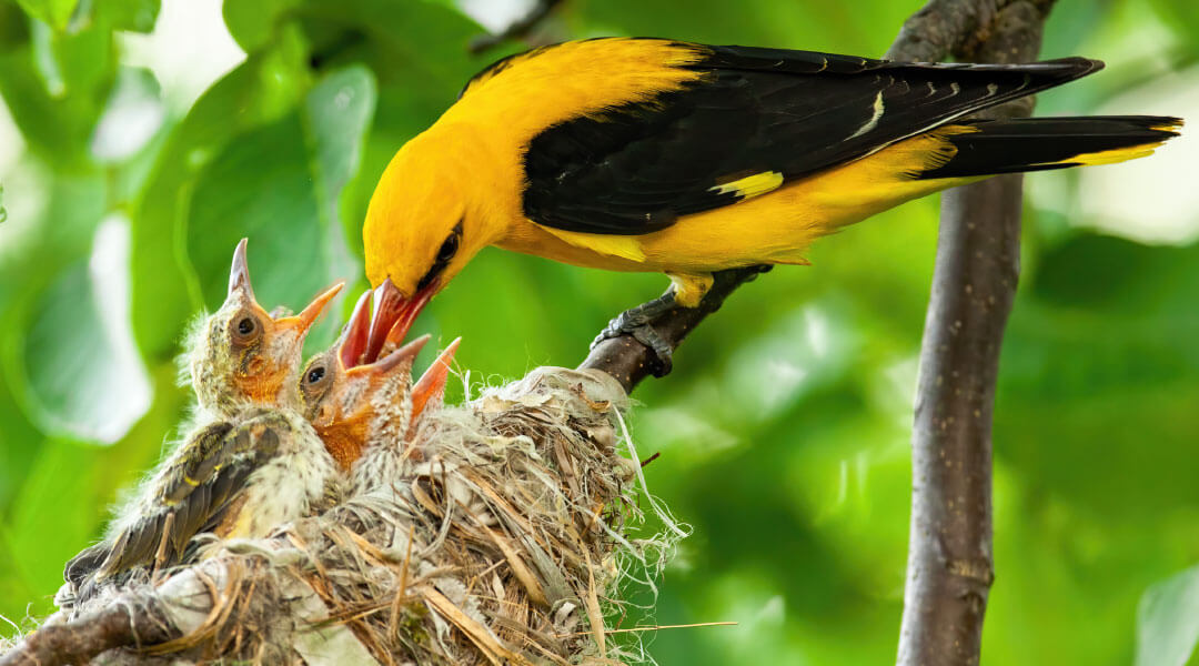 Adult bird feeding hatchlings.