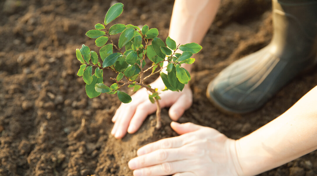 Hands planting a tree