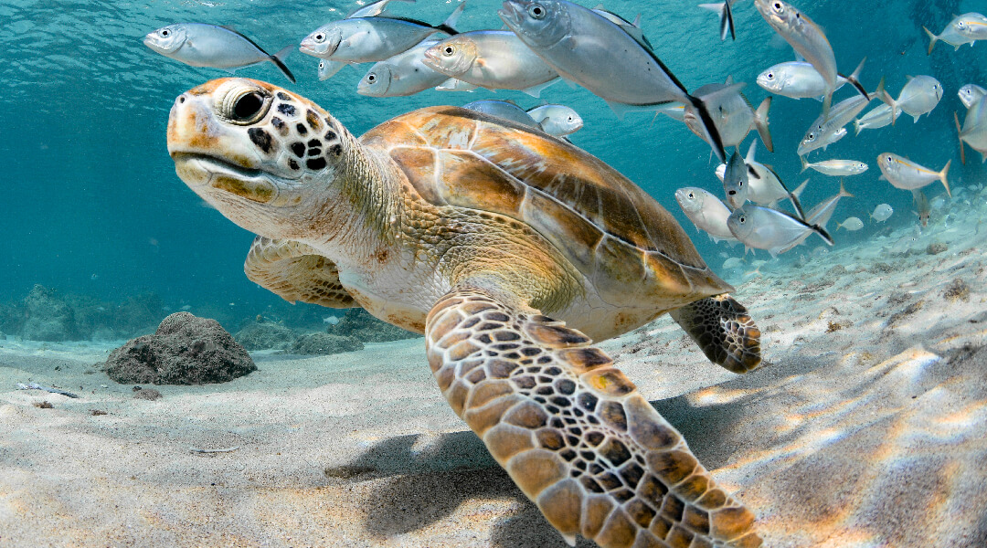 Sea turtle under water