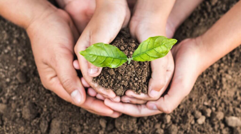 Adult and child's hands holding a small sapling in dirt