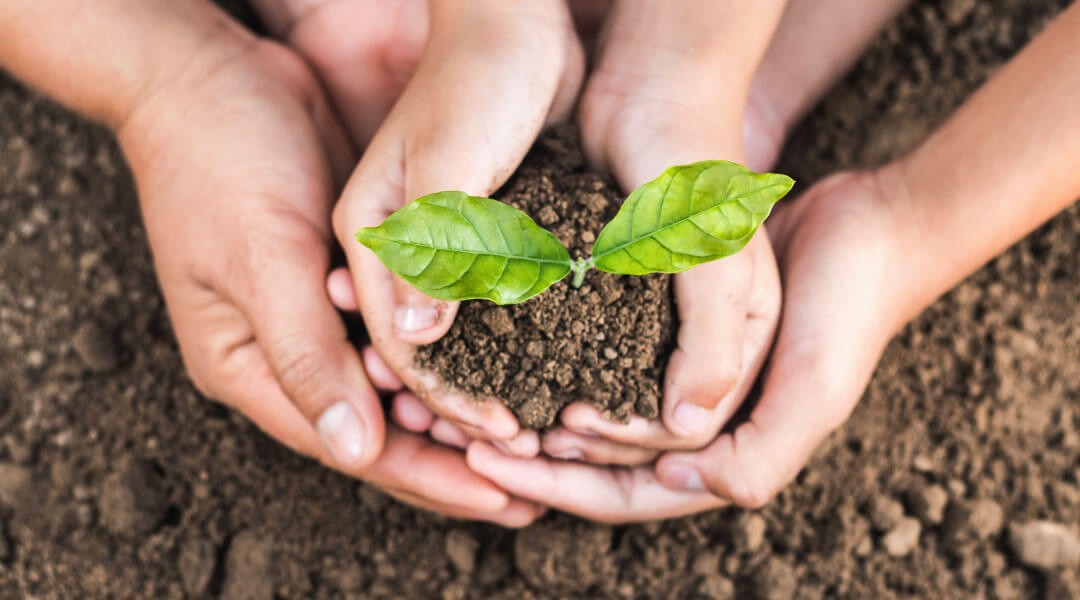 Adult and child's hands holding a small sapling in dirt.
