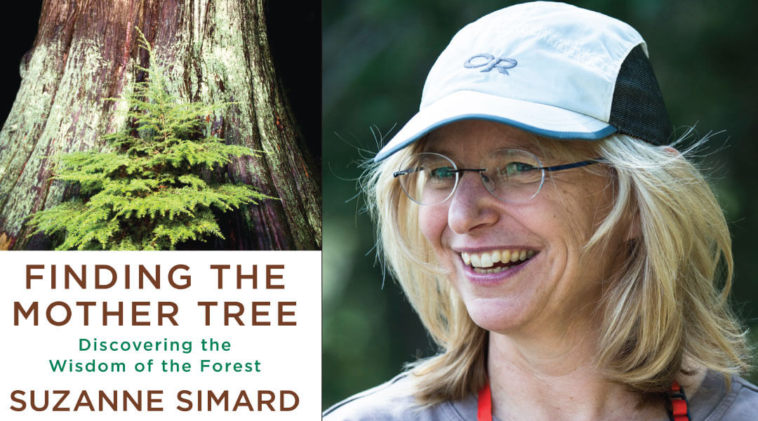 Book cover of Finding the Mother Tree next to headshot of Suzanne Simard