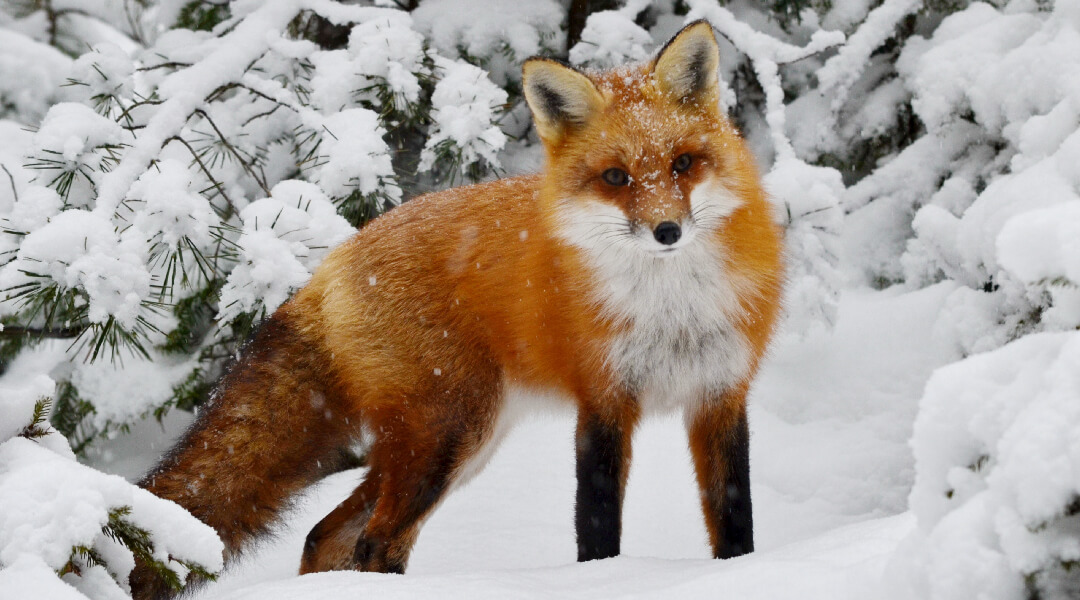 Red fox standing in snowy woods