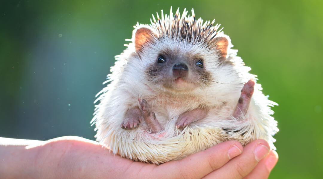 A hedgehog sits in a human's cupped hand.