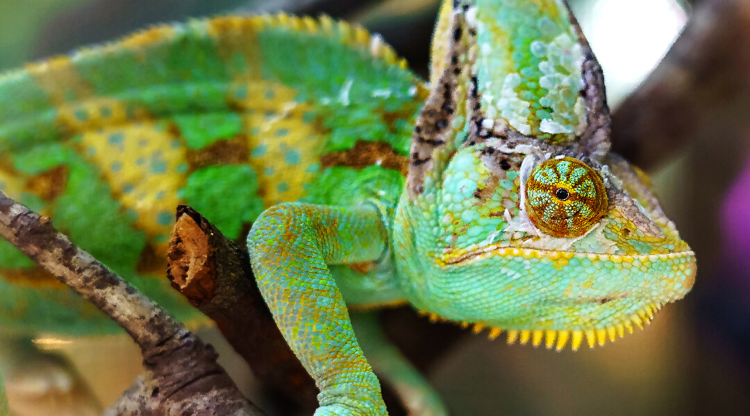 Close up of a green lizard.