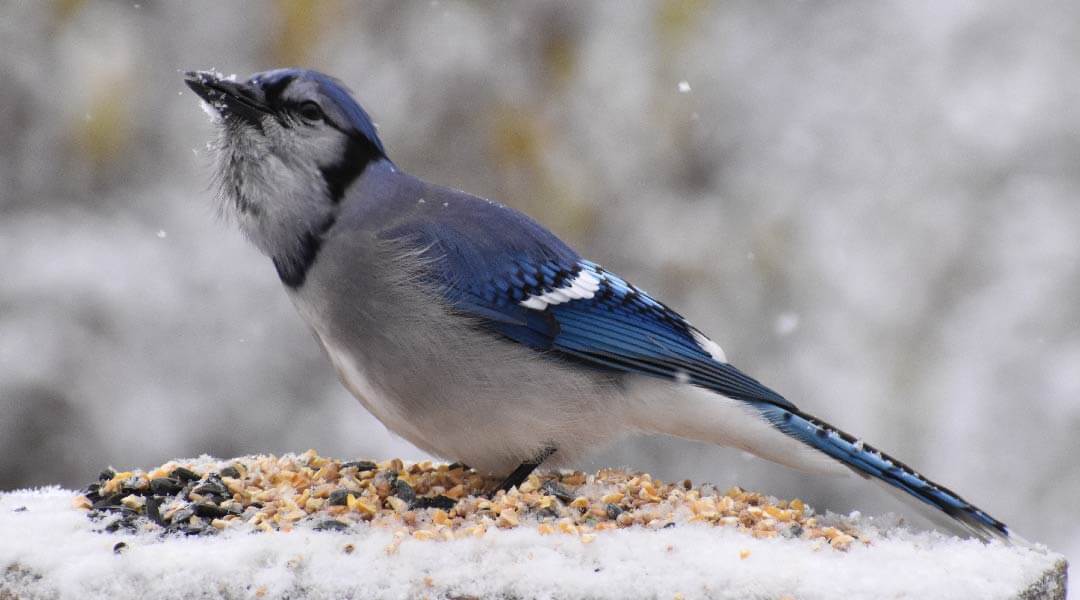 A blue bird on a snowy perch.