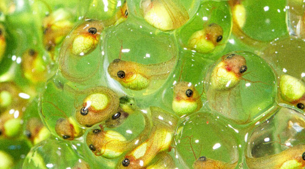 A crowd of fish eggs, with small fish inside green marble-like balls.