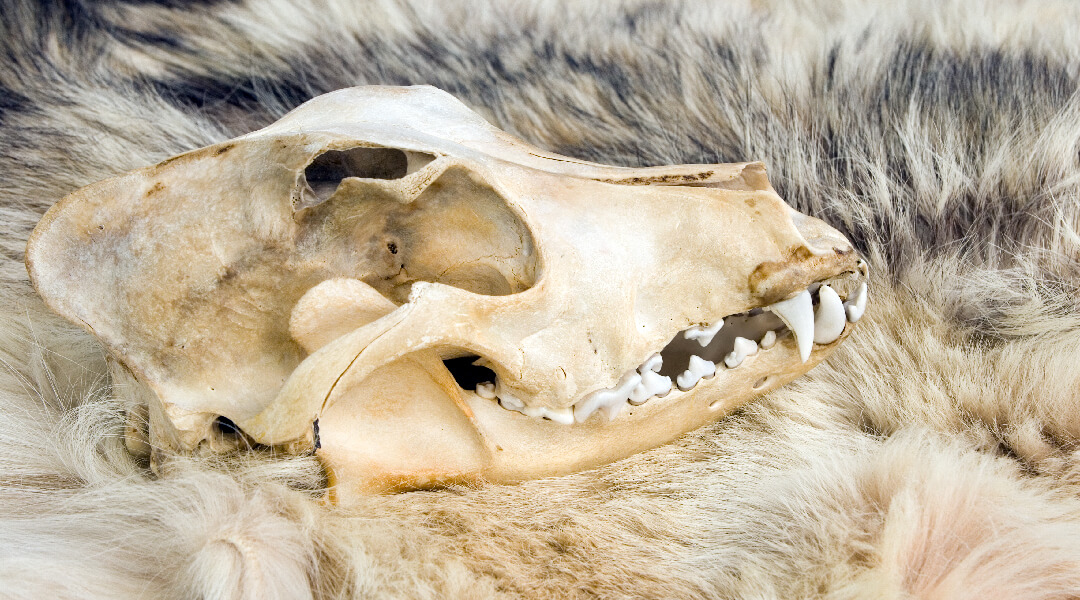 An animal skull on top of a fur pelt.