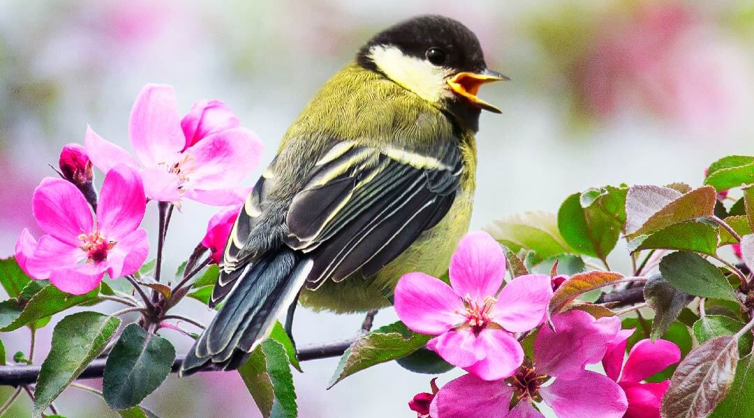 A small yellow and black bird perches on some flowers.