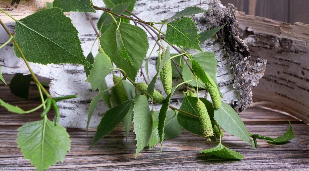 A small branch with green leaves and seed pods hangs in front of a large piece of birch bark.