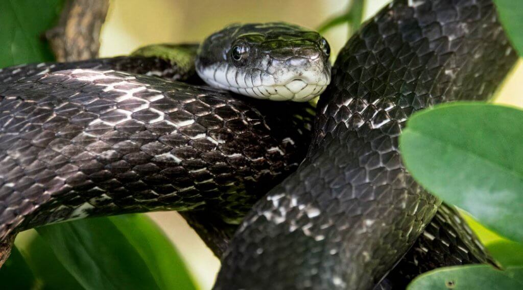 A black snake coiled around a tree branch.