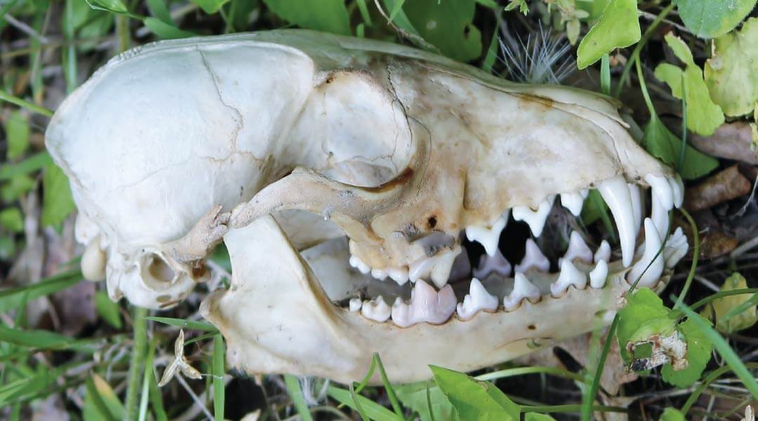 A mammal's skull rests on a patch of grass.