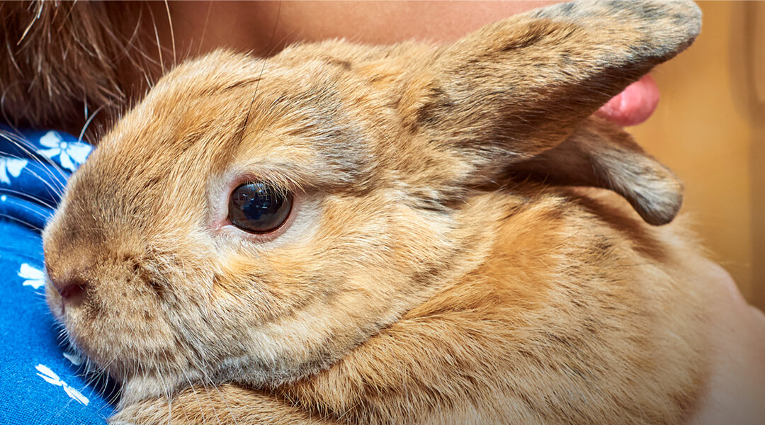 A large golden yellow bunny rabbit being held by a person.