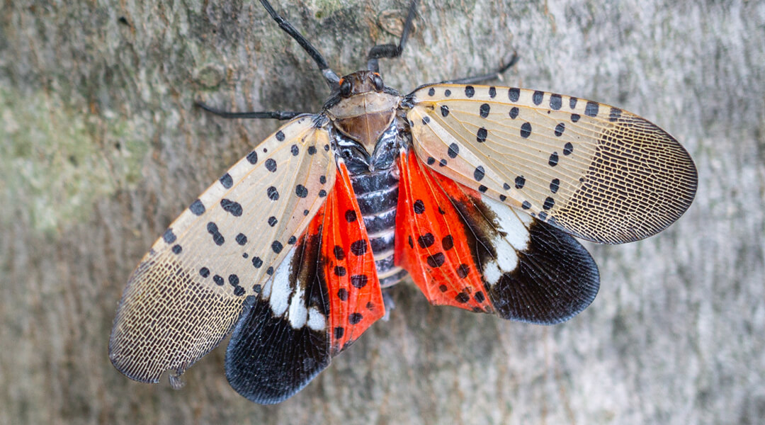 A spotted red and white lanternfly.