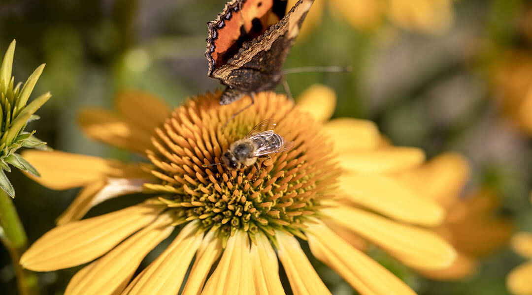 A butterfly and a small bee rest in the center of a blossoming yellow flower.