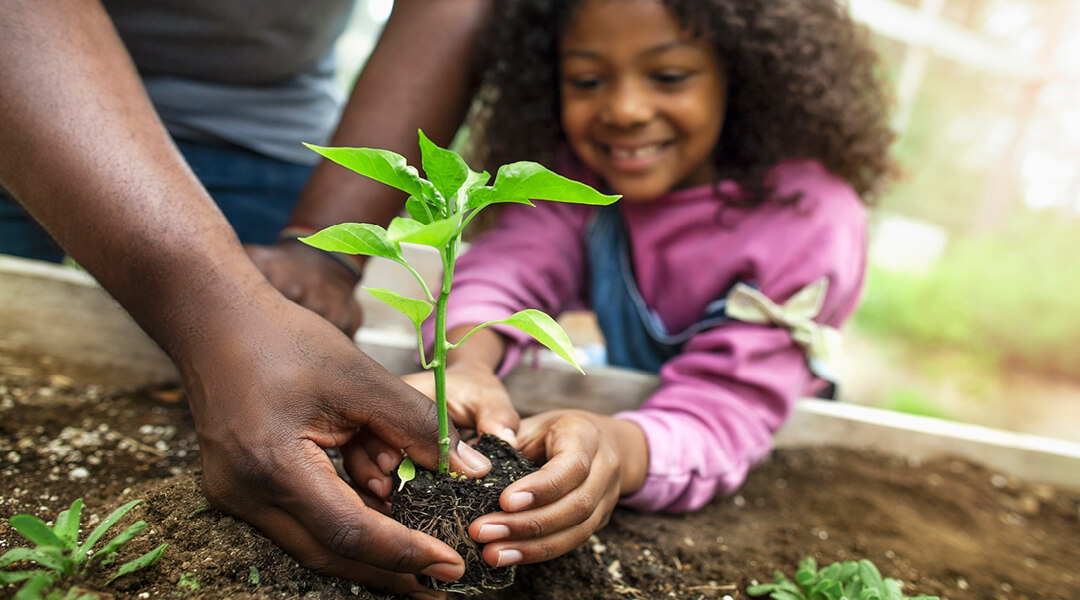 Close up of an adult helping a child plant a seedling in a garden bed.